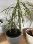 Драцена(шарена и зелена), снимка 3