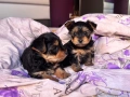 Йоркита, йоркширски териери , снимка 5
