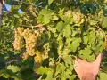 Мускат отонел грозде, снимка 1