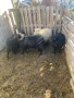 Продавам шутлански овце , снимка 2