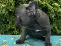 френски булдог blue 17.09.26, снимка 4