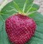 Prodavam koreni celogodishni qgodi Nov sort Fragaria, снимка 4