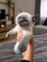 Шотландски котета Колорпойнт , снимка 5