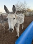 Продавам магарета, снимка 3