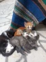 ПОДАРЯВАМ КОТЕНЦА, снимка 17