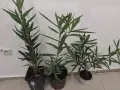 Комплект от 3 броя зокуми , снимка 1