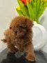 Teacup Пудел момче , снимка 4