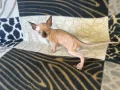 Котенца момичета и момчета канадски сфинкс, снимка 6