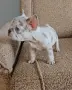 Френски булдог !!!, снимка 4