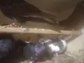 домашни гълъби.., снимка 4