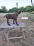 Немски курцхаар , снимка 10