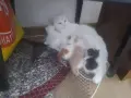 Котенца на 2,5 месеца, снимка 3