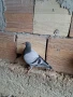 Продавам спортни гълъби , снимка 12