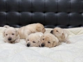 Чистокръвни Лабрадор Ретривър:, снимка 8