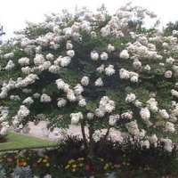 Лагерстремия (Индийски Люлюк)-Промоция, снимка 9 - Градински цветя и растения - 41441899