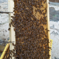 Пчелни отводки ЛР, снимка 2 - За пчели - 36311351