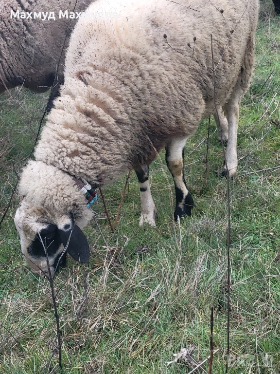 Продавам коч...., снимка 1