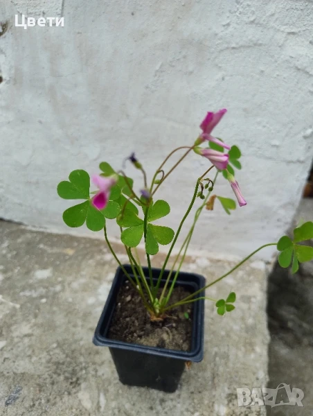 Продавам зелена детелина , снимка 1