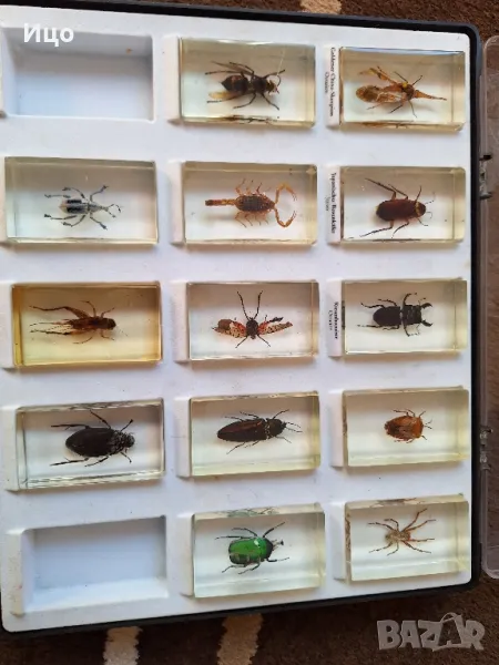 Колекция от насекоми, снимка 1