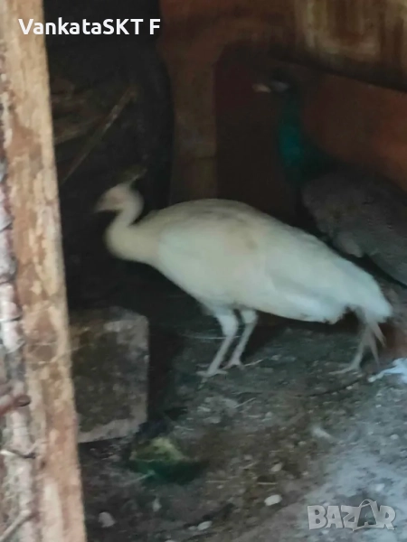 Продавам дво̀йка Арлекини, снимка 1