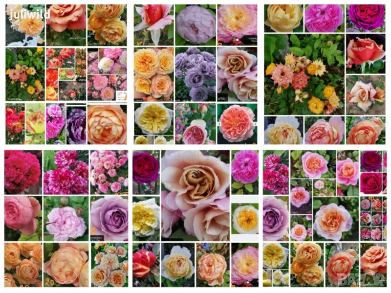 Рози резници , снимка 1