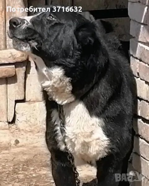 Средноазиатска овчарка, снимка 1