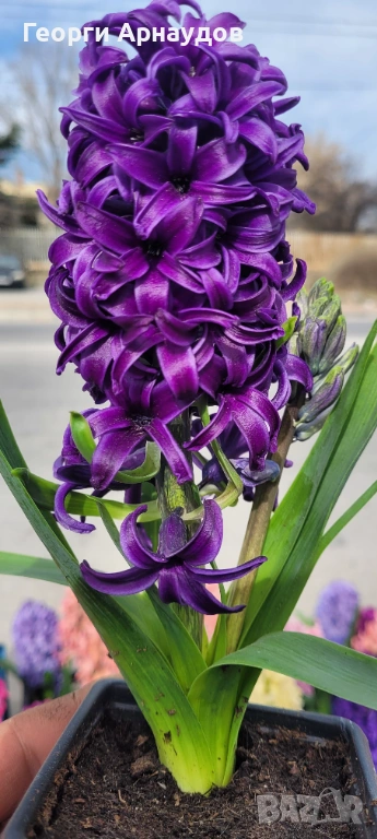 Зюмбюлл, снимка 1