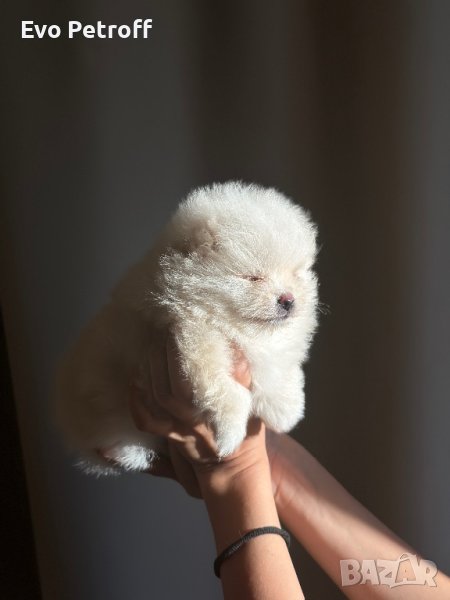 Померан / Pomeranian, снимка 1