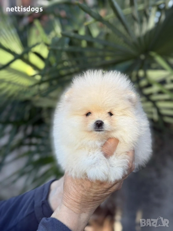 Много сладки Мини Померани, снимка 1