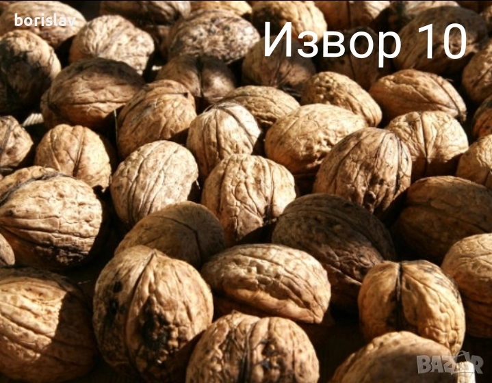 Орехи сортове Чандлър, Шейново и Извор 10, снимка 1