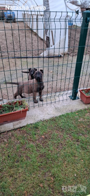 Две момичета Белгийска овчарка малиноа , снимка 1