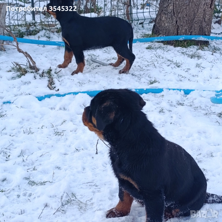 Ротвайлер , снимка 1