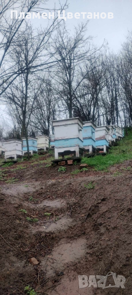 Презимували пчелни отводки ДБ, снимка 1