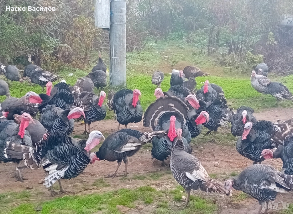 свободни домашни пуйки  мъжки 150лв женска 130 гр.хасково , снимка 1