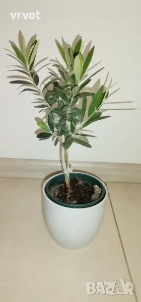 Маслина -Olea europaea Mini, снимка 1