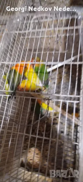 Продавам маскови неразделки, снимка 1