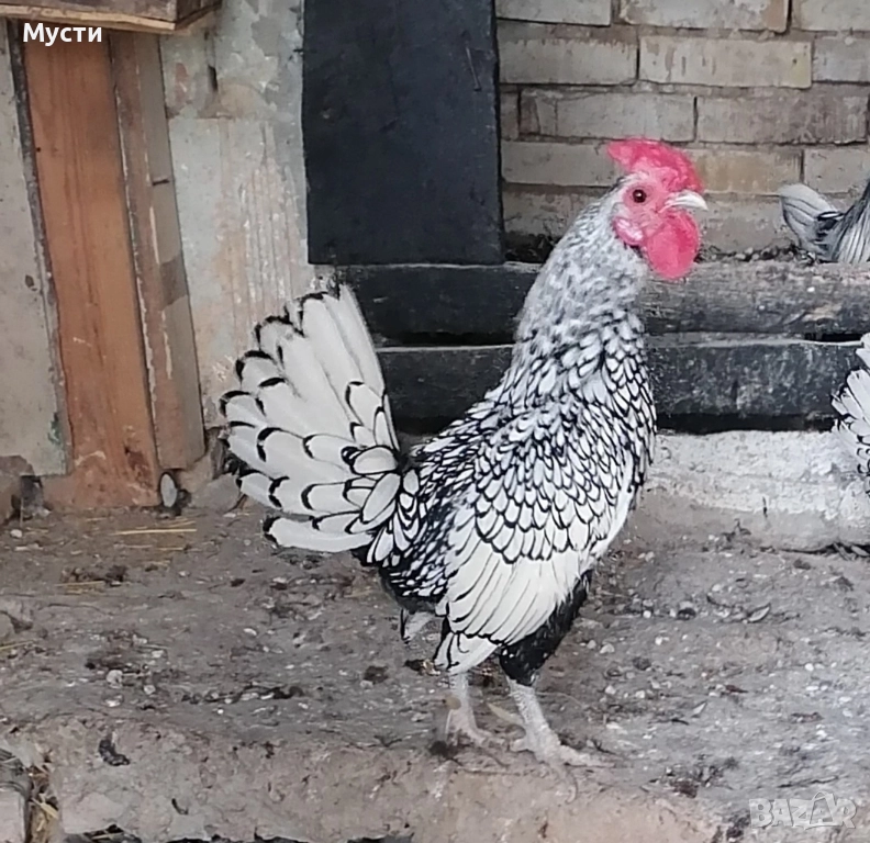 петел зибрайт. , снимка 1