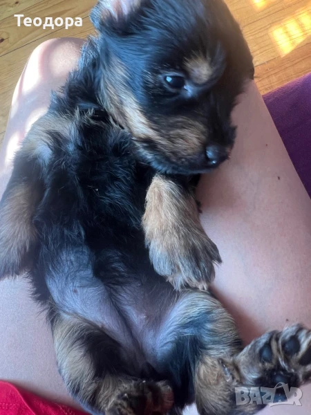 Йоркширски териер, снимка 1