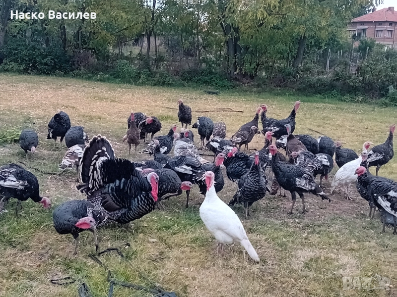 свободни домашни пуйки гр.хасково , снимка 1