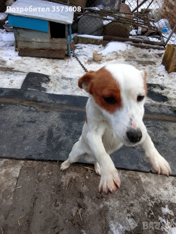 Продавам куче Джак Ръсел , снимка 1