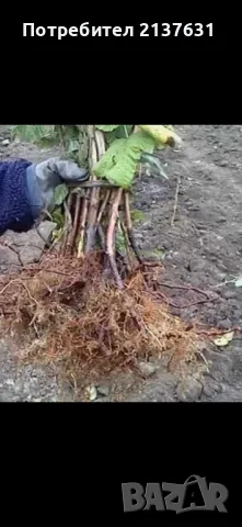  КАСИС , БОРОВИНКА , МАЛИНИ , ЯГОДИ каскадни и увивни , снимка 5 - Разсади - 49568886