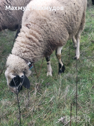 Продавам коч....