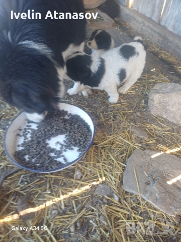 Каракачанки, снимка 4 - Каракачанска овчарка - 53474484