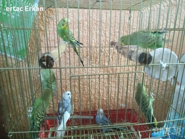 вълнисти папагали , снимка 4 - Папагали - 53578255