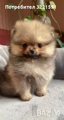 Померан , снимка 6 - Померан - 49858182