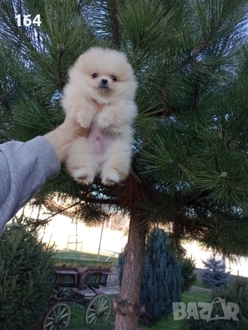 Померан. Мини момиченце. Реални снимки!, снимка 3 - Померан - 52932896