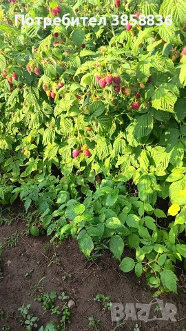 продавам расад ягоди и малини, снимка 8 - Разсади - 53695172