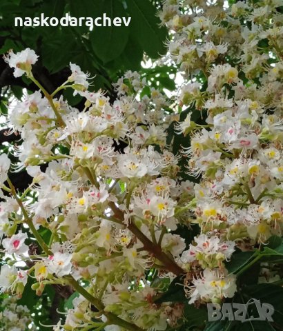 Кестен конски фиданки разсад, снимка 2 - Градински цветя и растения - 44387533