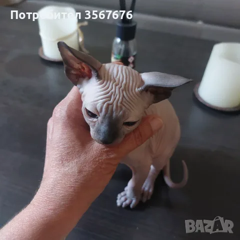 Чистокръвни канадски сфинксове, снимка 2 - Сфинксове - 56105398