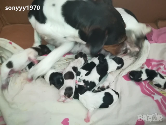 ДЖАК РЪСЕЛ БЕБЕТА-РОДЕНИ 11.08.25г 1208251833, снимка 9 - Джак ръсел териер - 51343492